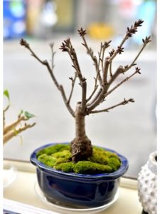 関内の美容室BOBの店内にある桜の木