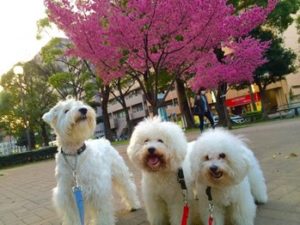 関内の美容室BOBの看板犬