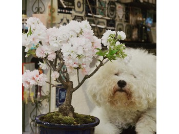 関内の美容室BOBの看板犬