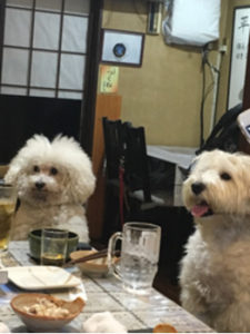 関内の美容室BOBの看板犬