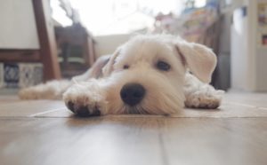 関内の美容室BOBの看板犬