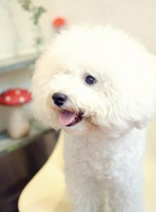 関内の美容室BOBの看板犬