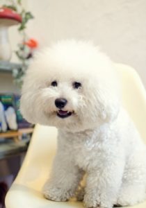 関内の美容室BOBの看板犬
