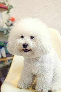 関内の美容室BOBの看板犬