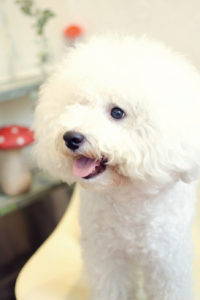 関内の美容室BOBの看板犬