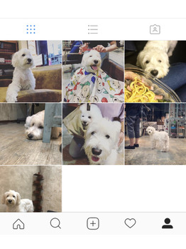 関内の美容室BOBの看板犬